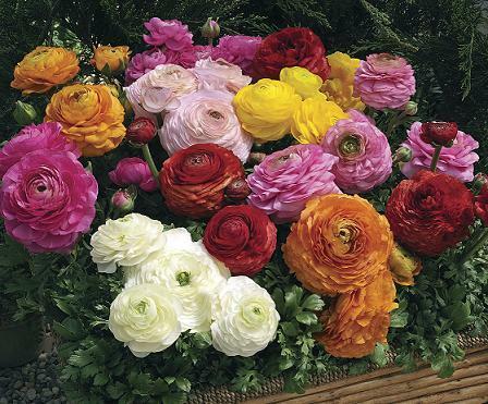 Ranunculus Mache Mix PL 100 seeds