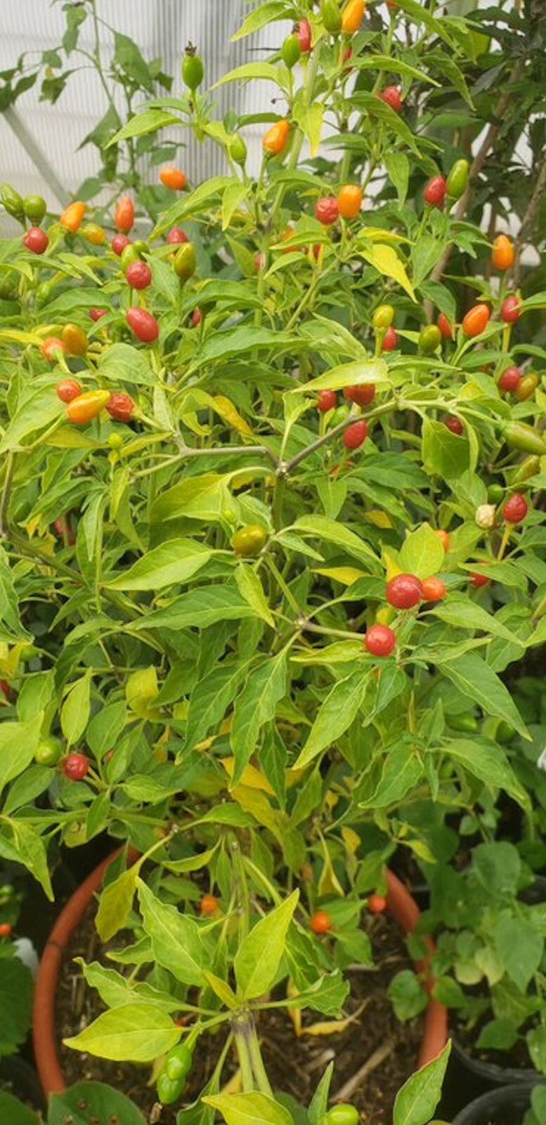 Hot Pequin Pepper-20 Seeds See Listing – Super Hot Spicy
