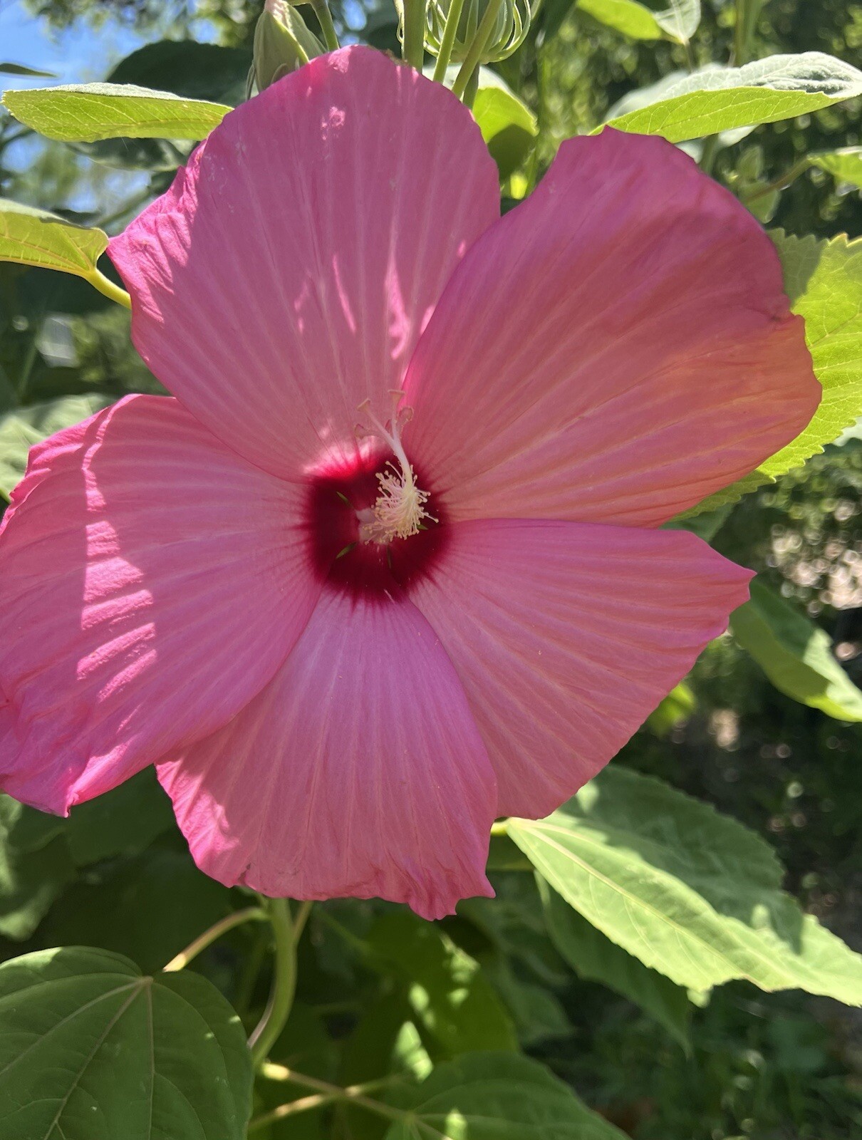 Hibiscus, Giant Hardy Hibiscus Seeds 25+/Packet Mixed Colors, Dinner Plate Sized