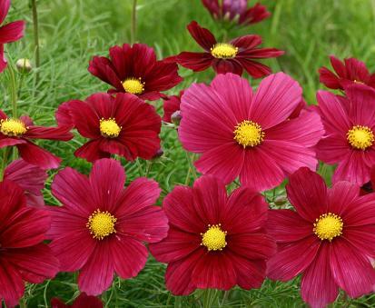 Cosmos Rubinato 250 seeds