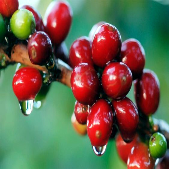 20 Coffea arabica Seeds Tropical EXOTIC Coffee Bean Indoor House Plant Tree RARE