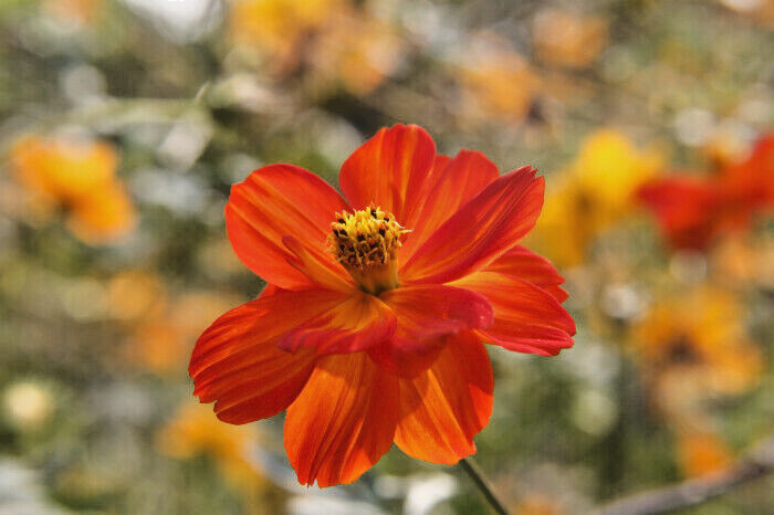 2,000 COSMOS SULPHUREUS Seeds “RED SULPHUR Cosmos” Annual Garden Flowering Plant