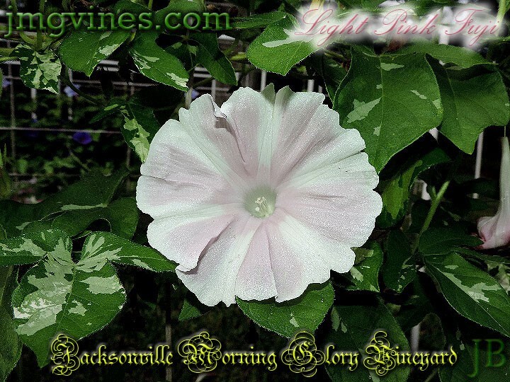 Light Pink Fuji Japanese Morning Glory 6 Qty