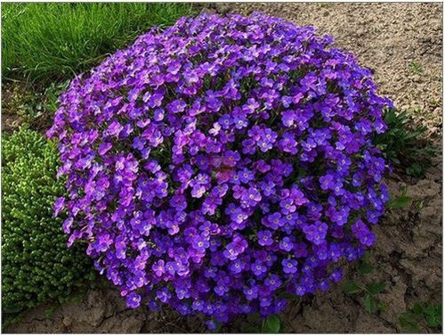 60+ AUBRIETA VIOLET QUEEN ROCK CRESS FLOWER SEEDS / PERENNIAL / DEER RESISTANT
