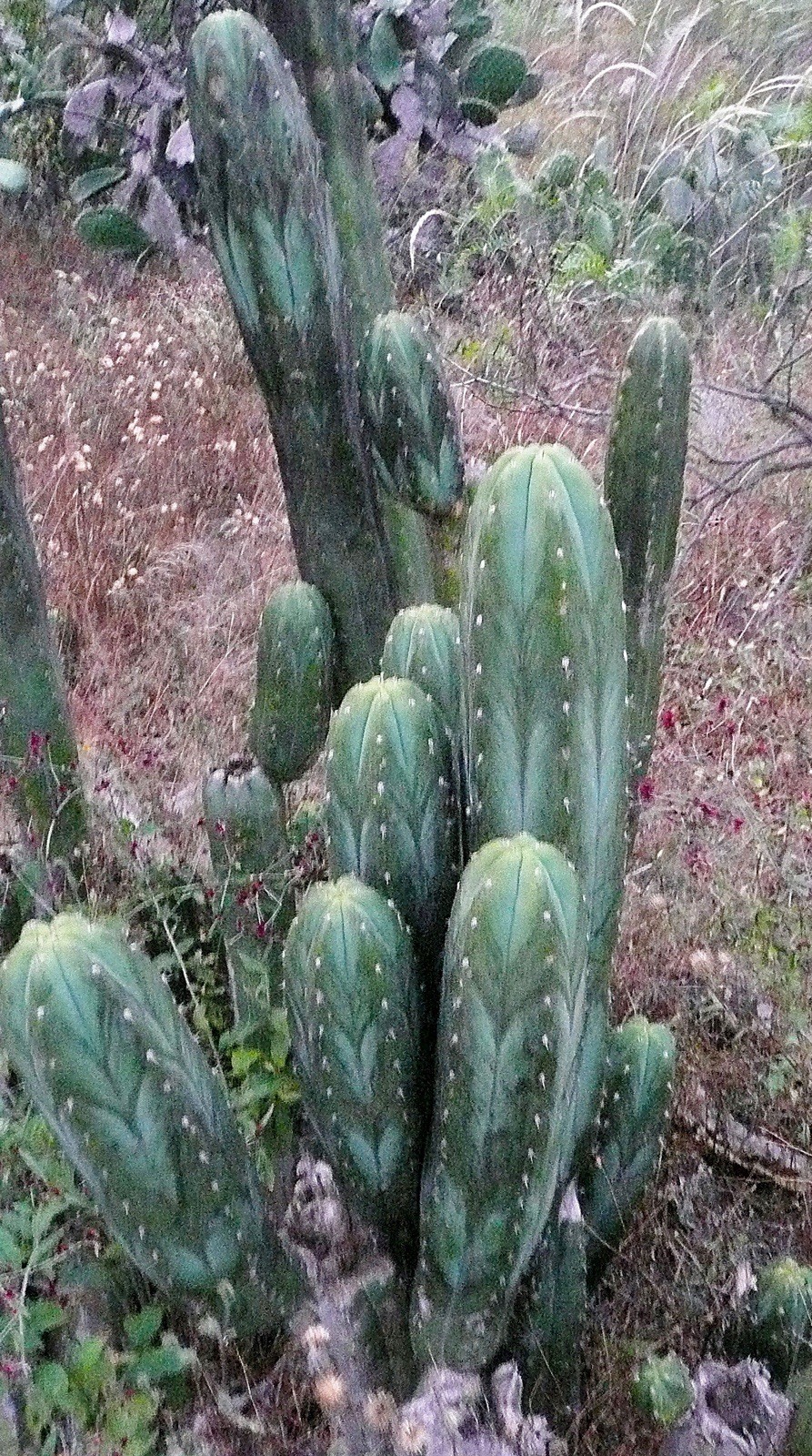 100 seeds Echinopsis ‘BK09511.7’ x ‘LEN’