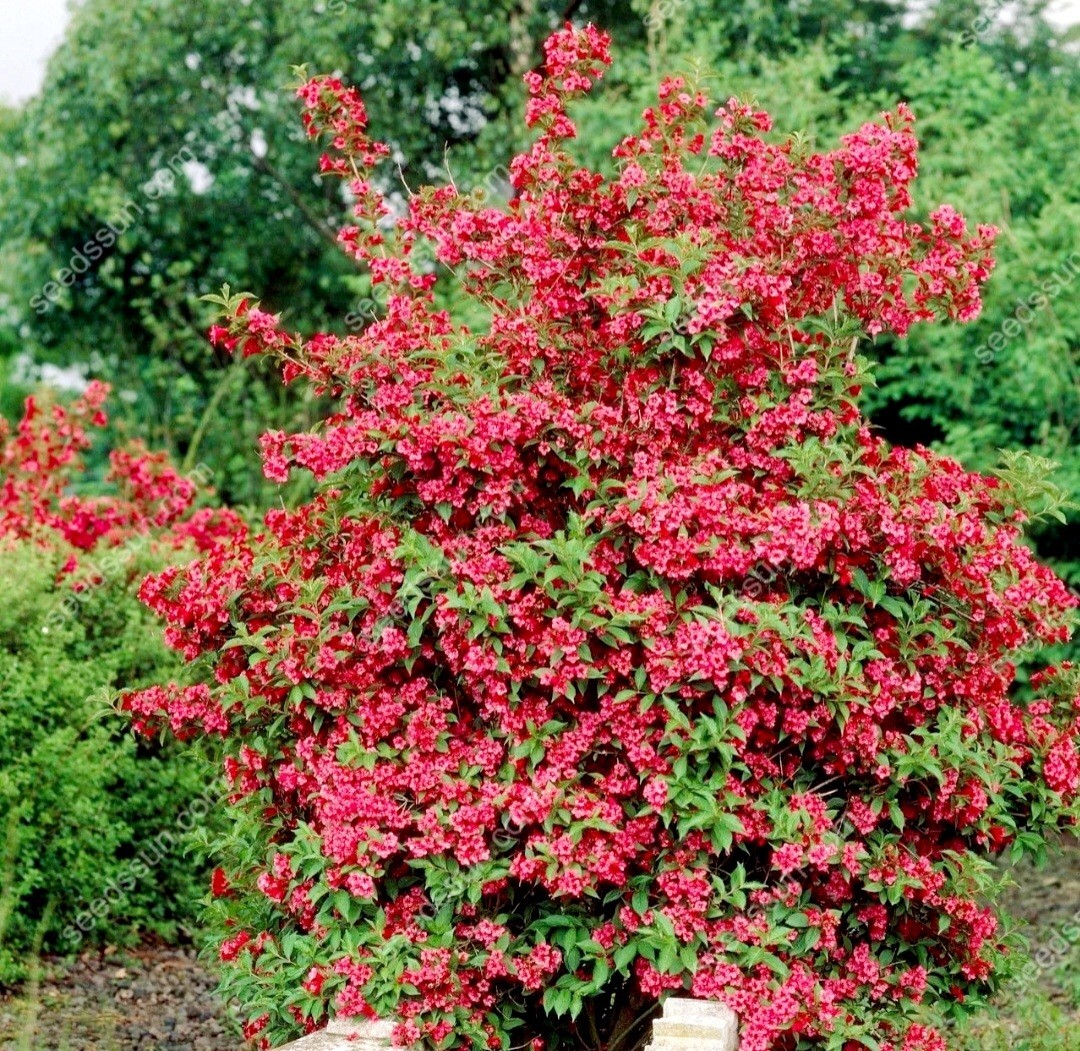 300 Red Weigela Seeds, Reblooming Shrub Rare Variety Old Fashioned Weigela Fresh