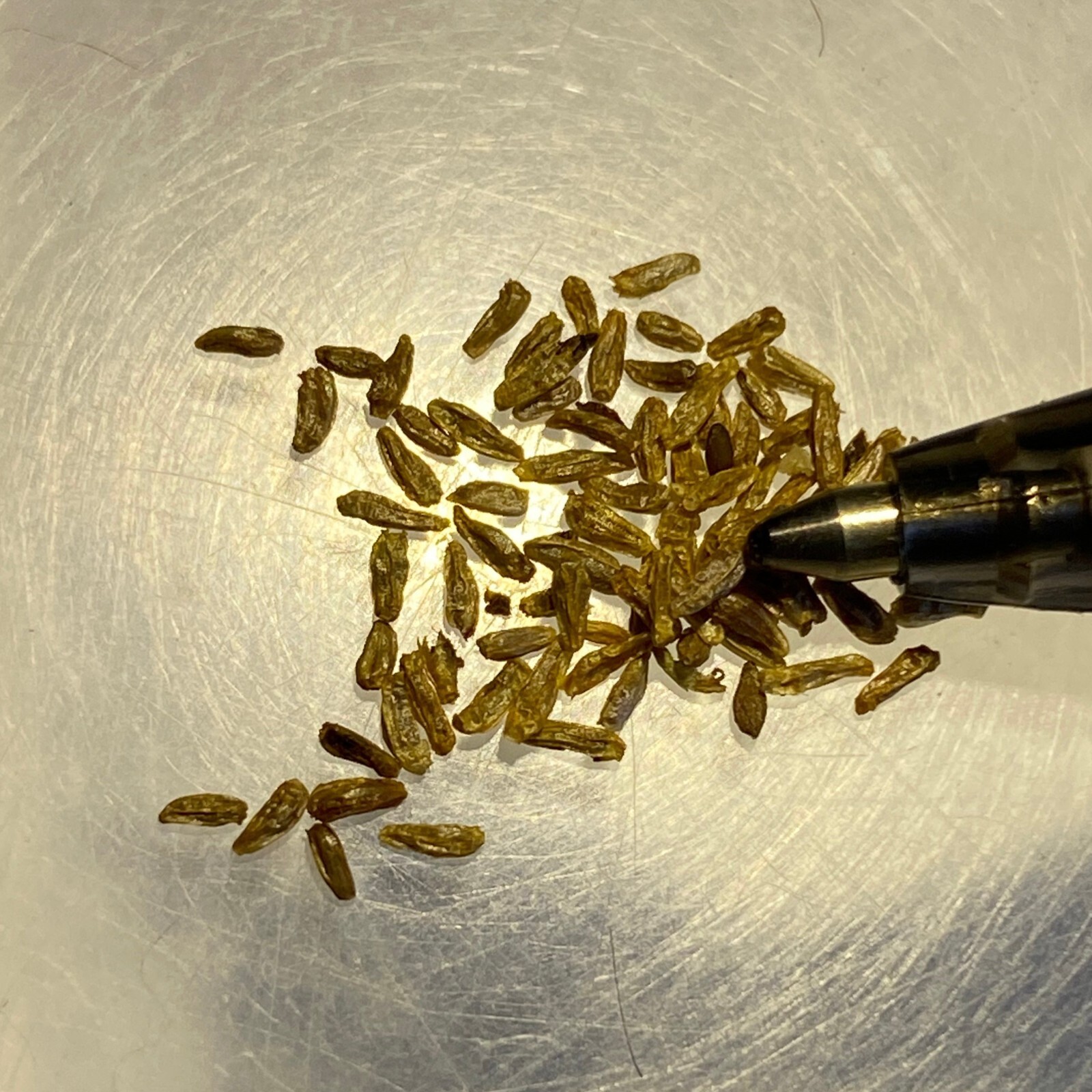 Artemisia arctica ssp. saxicola | Arctic Wormwood | 20 Seeds