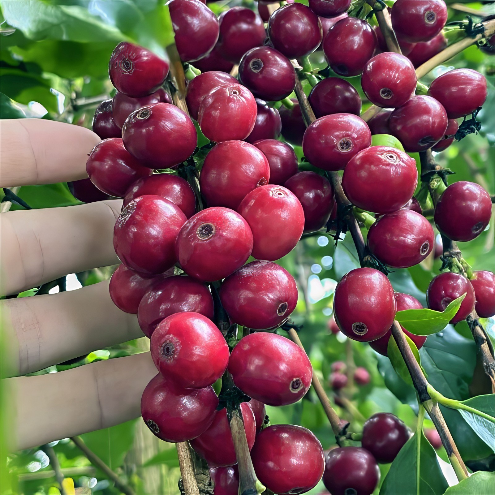 10 Coffea arabica Seeds Tropical EXOTIC Coffee Bean Indoor House Plant Tree RARE