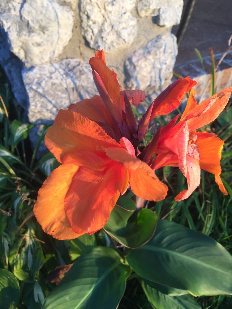 Canna Bulbs Dwarf Peach Mango 2′–3′ Tall Lot Of (5) Plants Best Bulbs Around