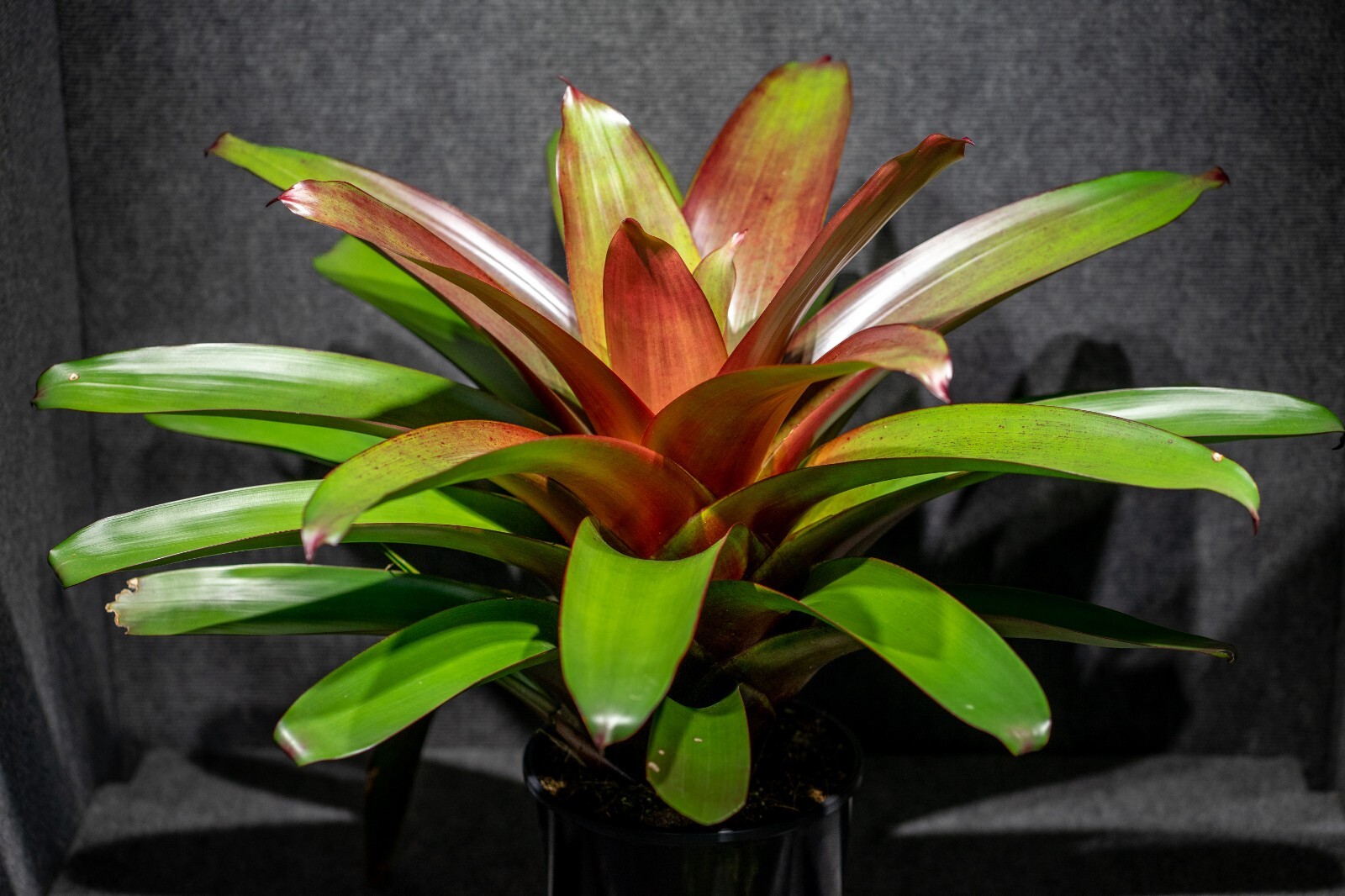 Alcantarea Imperialis Red 9″ pot
