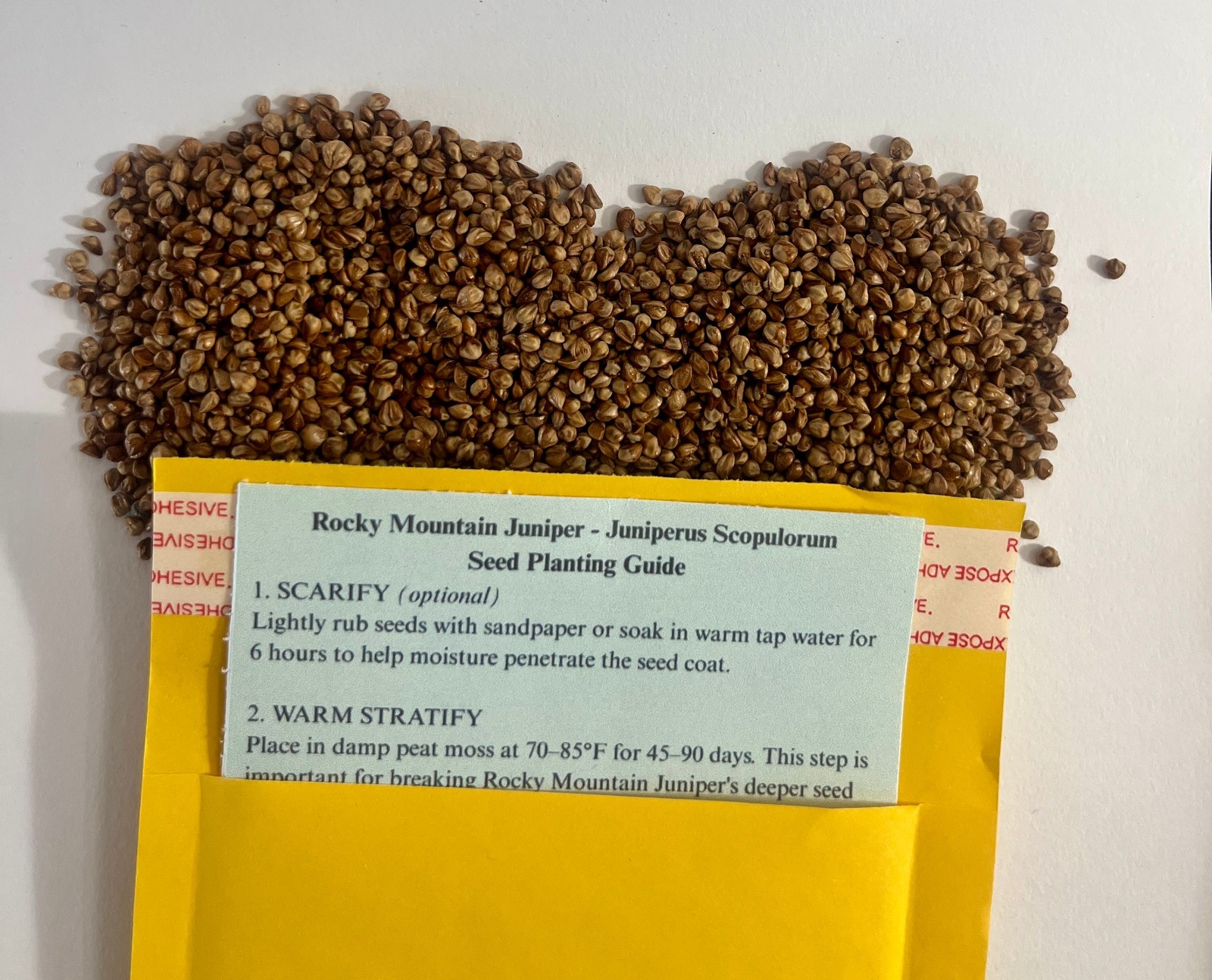 Rocky Mountain Juniper Tree Seeds (Juniperus scopulorum)