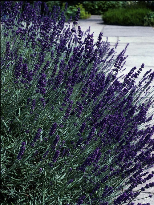 50 Lavandula Seeds Early Blue Scent ( Perennial ) Blue Lavender Seeds