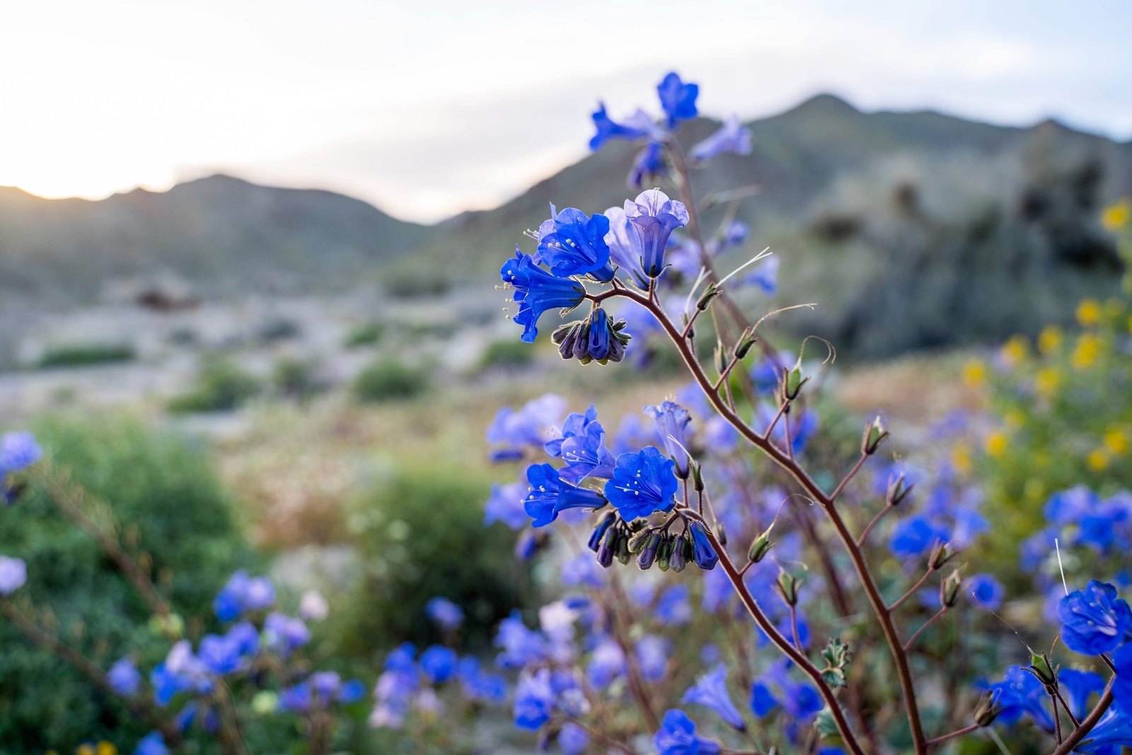 200 CALIFORNIA BLUEBELL (Wild Canterbury Blue Bell) Phacelia Campanularia Seeds