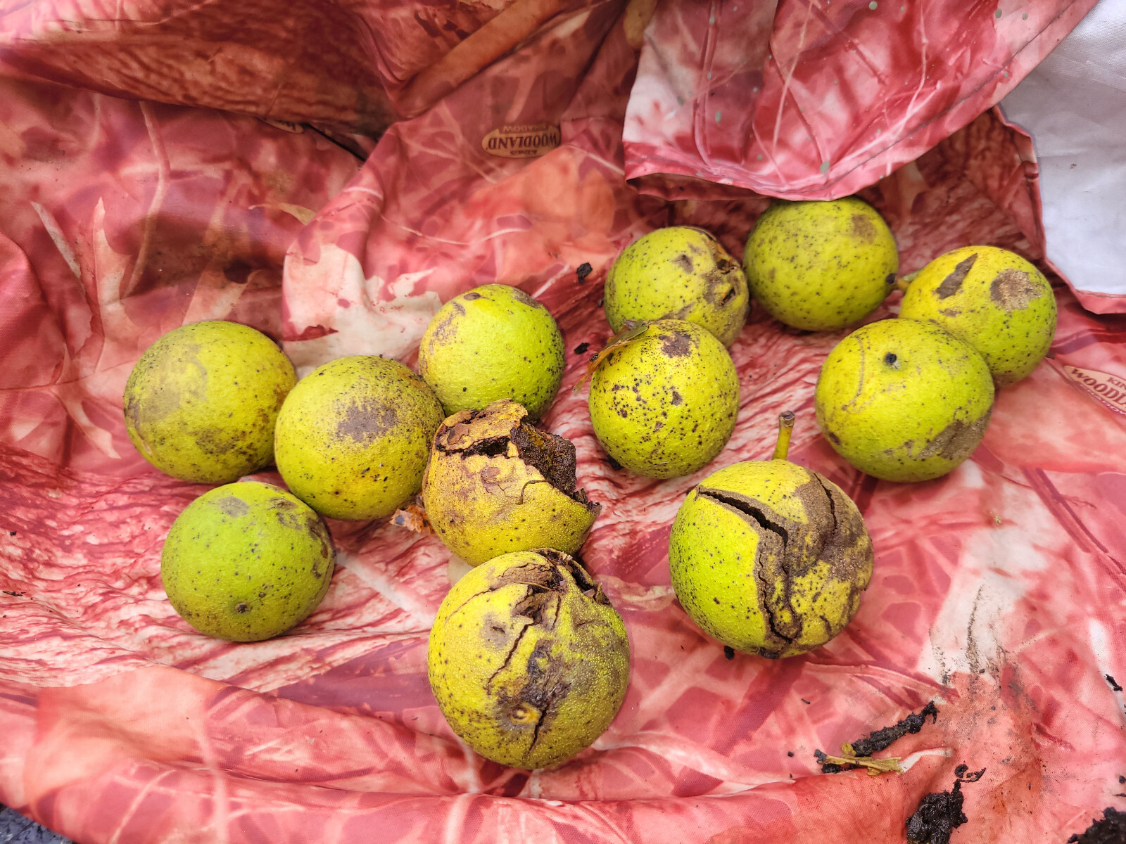 12 Black Walnut, Juglans Nigra, Wild Harvested with Hull (Sept-Oct), Fresh 2023