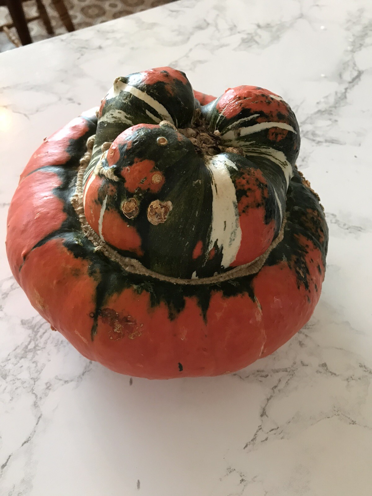 TURK’S TURBAN WINTER SQUASH – RARE HEIRLOOM – ORGANIC – 7 SEEDS