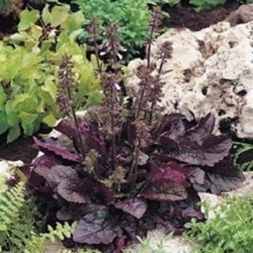 Salvia lyrata Purple Knockout lyre-leaf sage 8 seeds