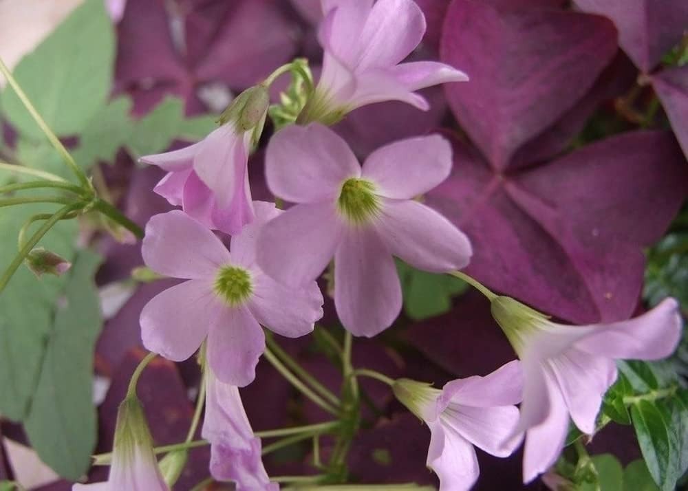 Good Luck Purple Shamrocks – 12 Air-Purifying Oxalis Bulbs for -Round Blooms