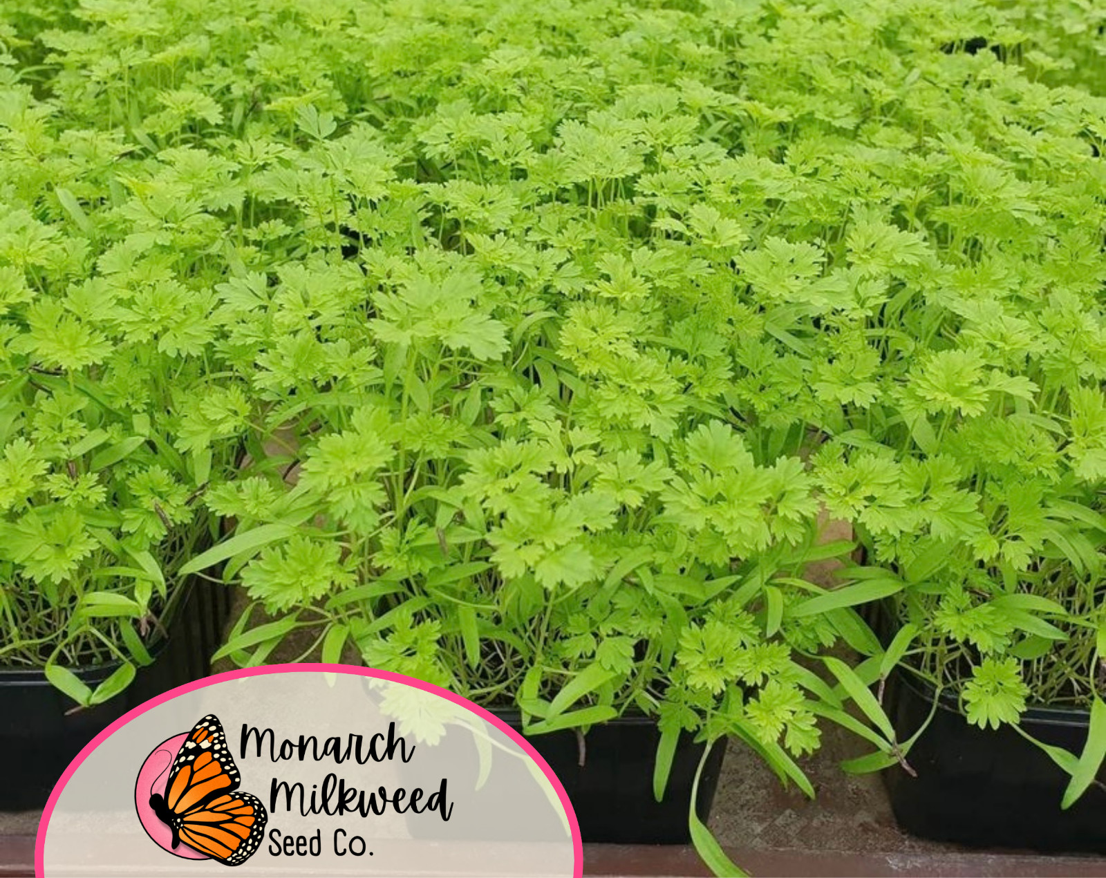 900+ Curled Chervil Seeds | Heirloom, Non-GMO, Herb Gardening Seed Packet, USA