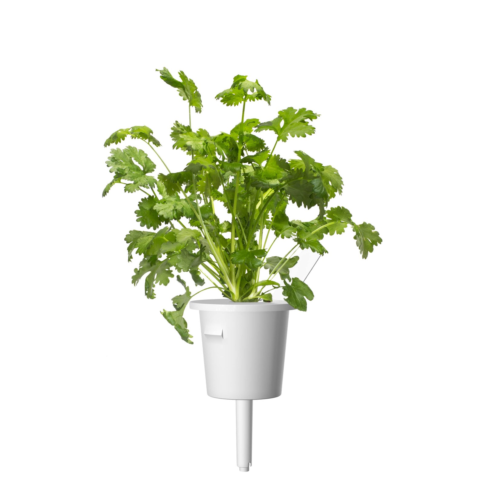 Smart Garden Cilantro/Coriander Plant Pods, 3-Pack