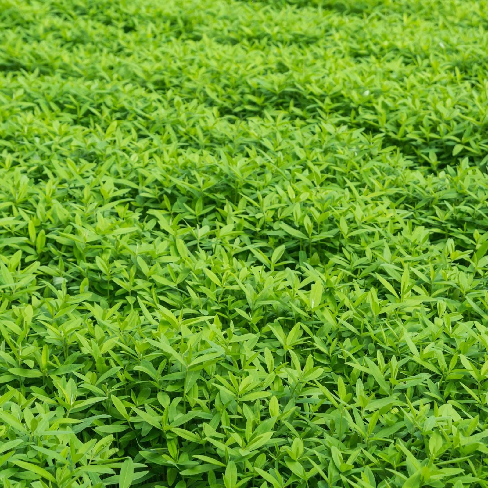 No-Till Garden Cover Crop Seed Mix – 5 Lbs Hairy Vetch, Daikon Radish & More