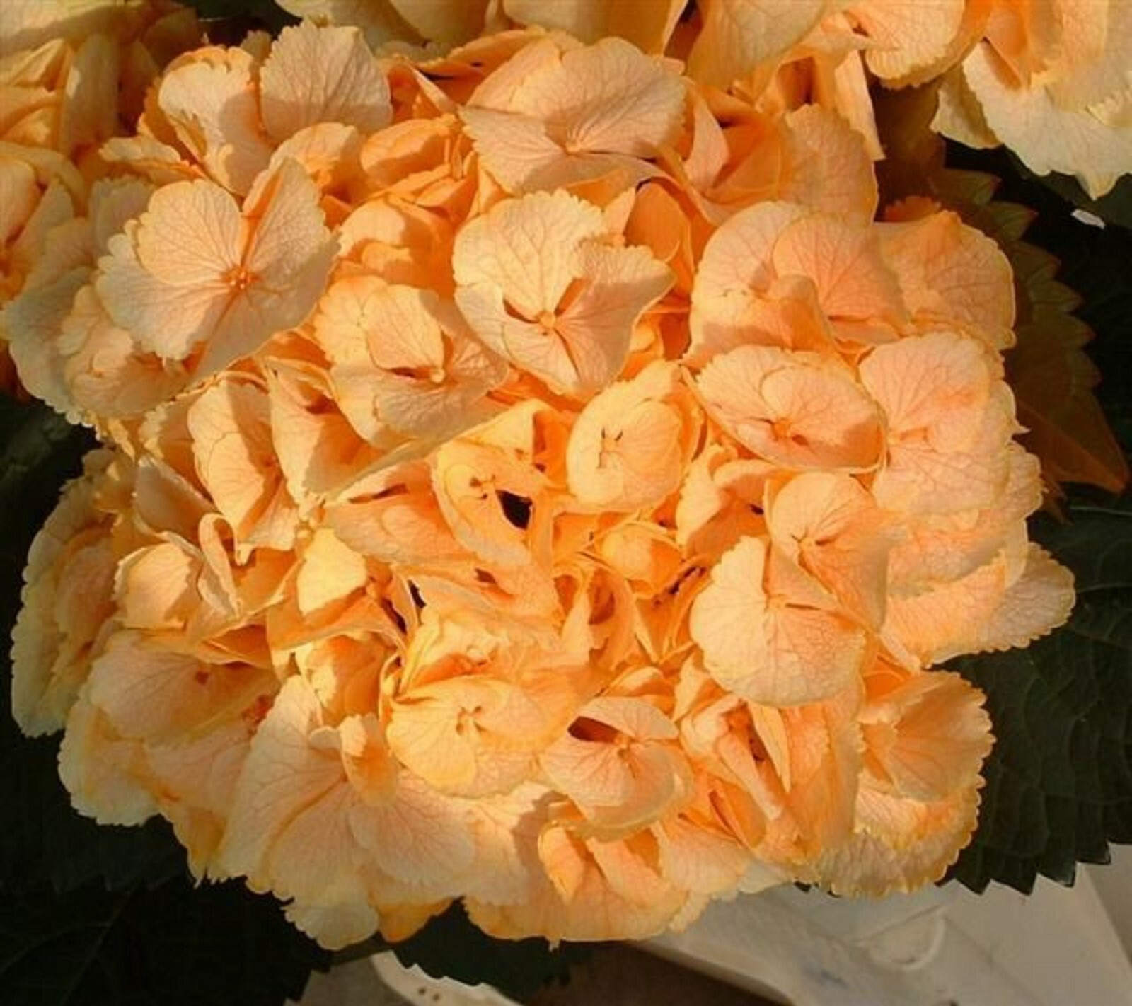 5 Yellow Hydrangea Seeds Perennial Hardy Garden Shrub Bloom Flower Bush Seed 71