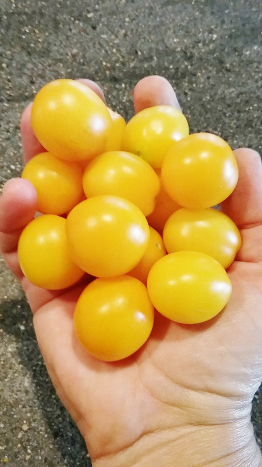 Little Tom Red or Yellow cherry tomato seeds/ NON GMO/ Open Pollinated/Heirloom