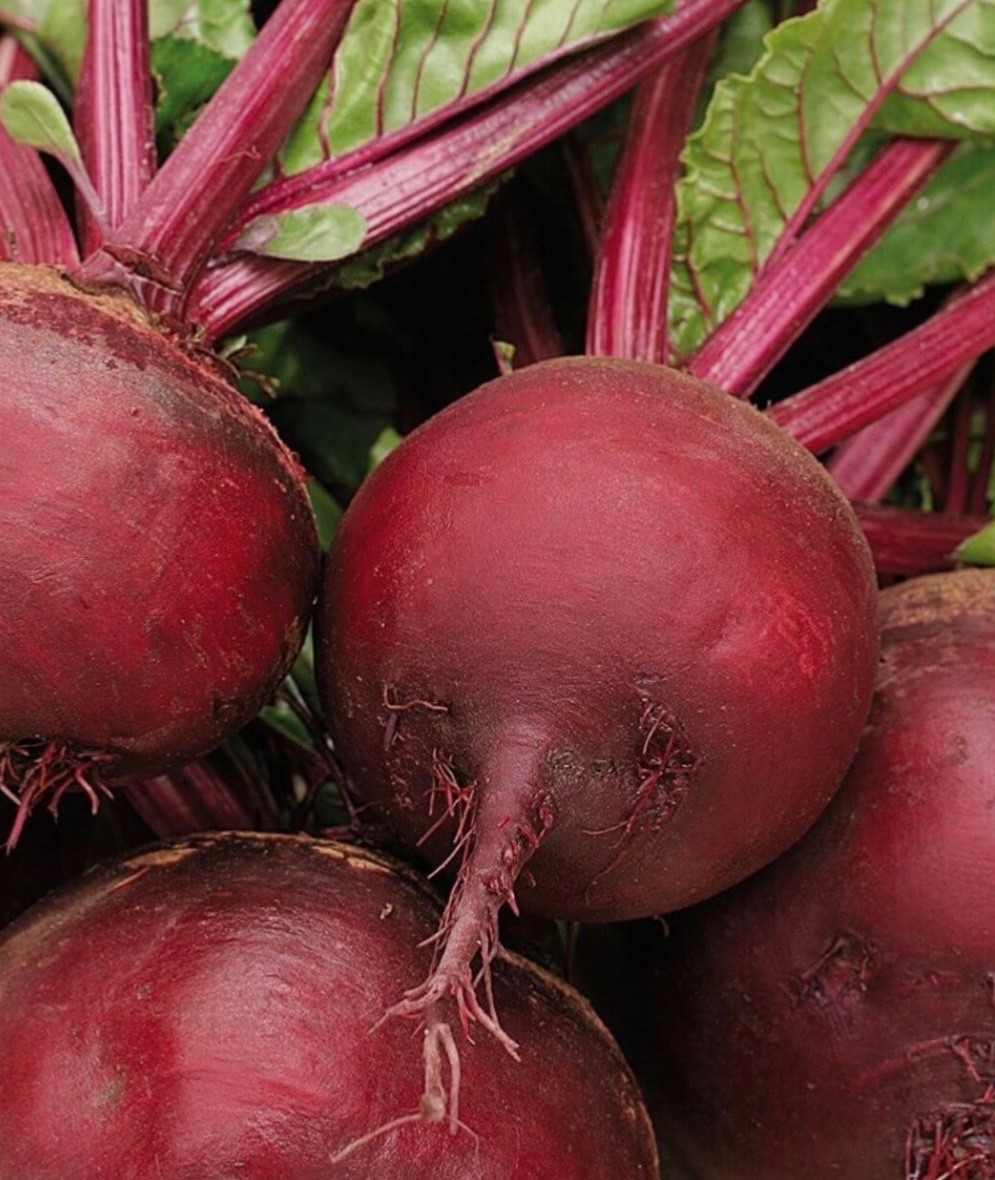 Detroit Dark Red Beet Seeds 🫜Organic/NON-GMO Heat tolerant, Fresh 2026 🇺🇸