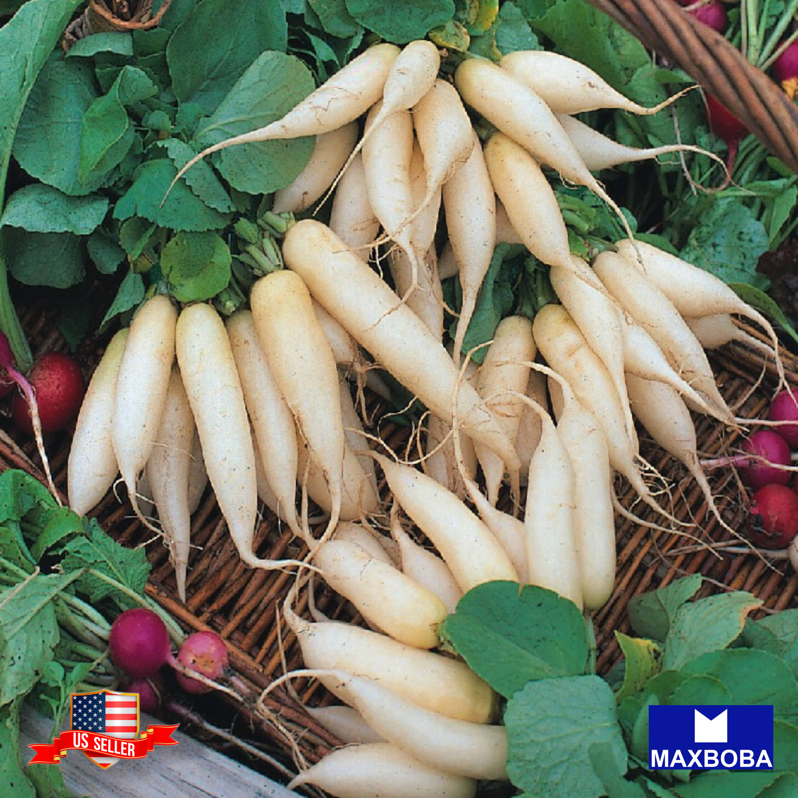 Radish Fresh Seeds – White Icicle Non-GMO Heirloom Garden Vegetable