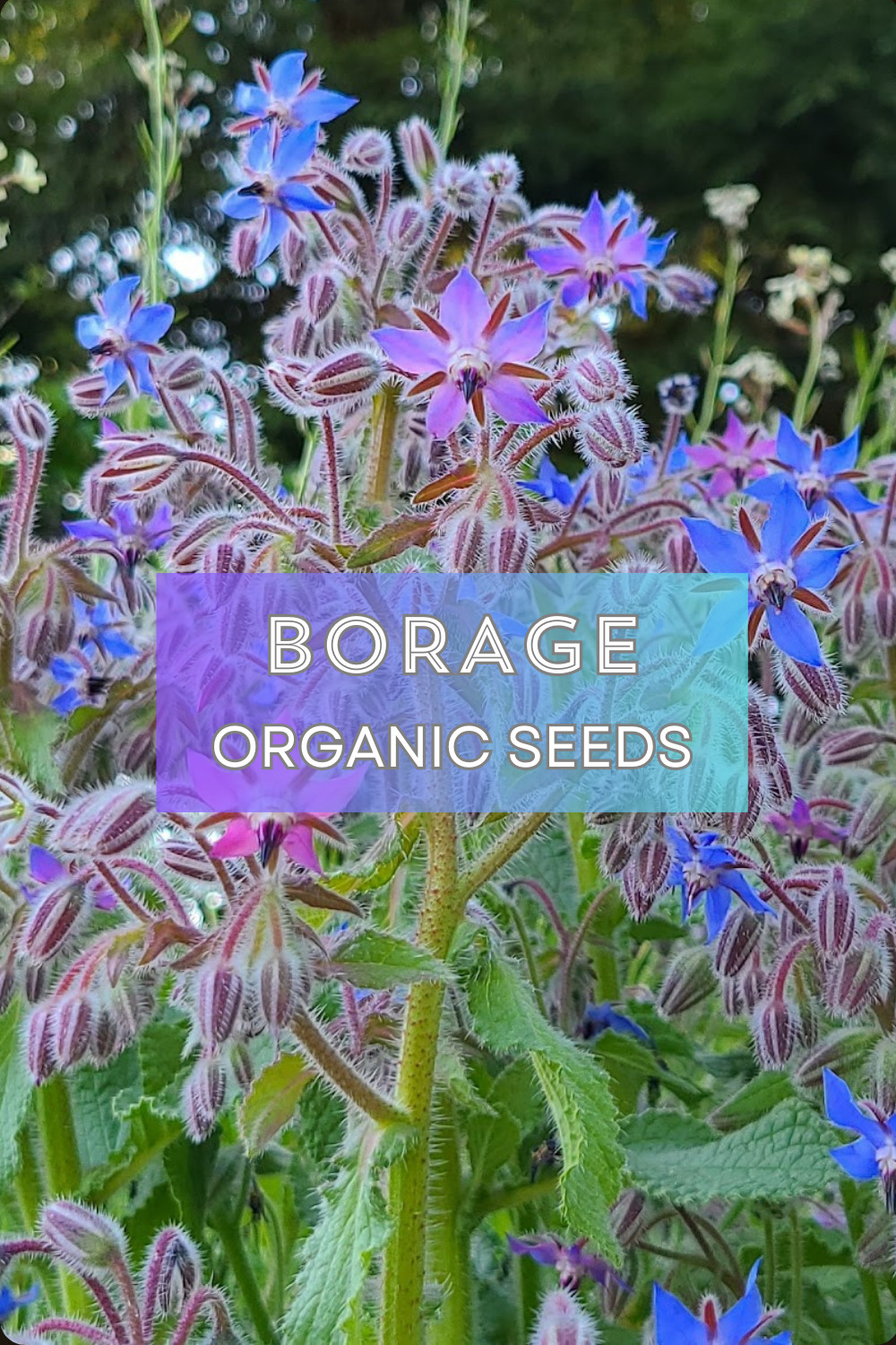 SUMMER SURVIVAL GARDEN ⭐ Homestead Collection ⭐ 18 Heirloom Herb & Veggie Seeds