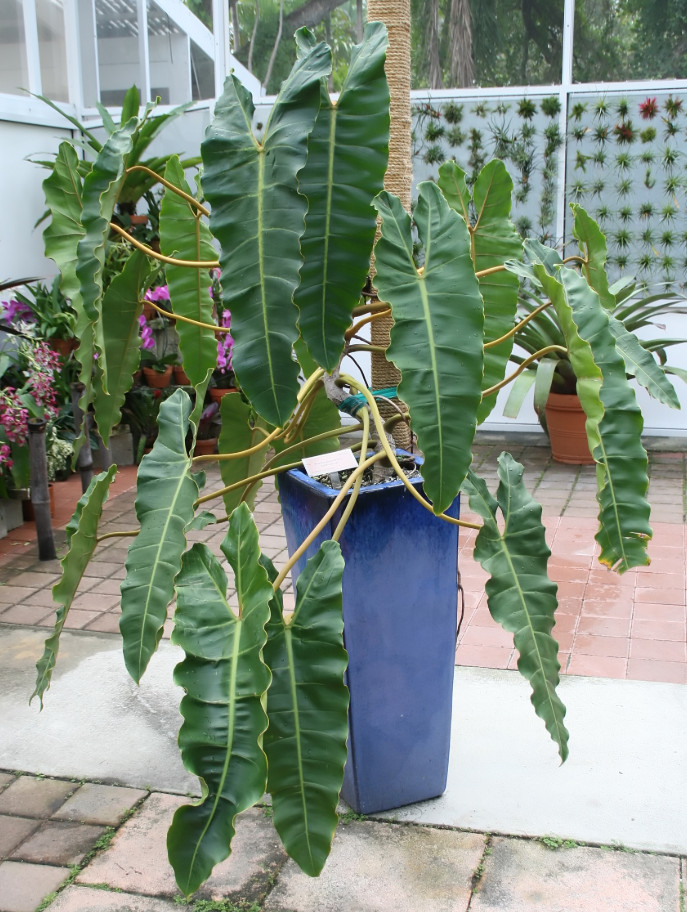 Philodendron Billietiae Green Plant – 2-5″ Tall – Tropical Aroid Houseplant