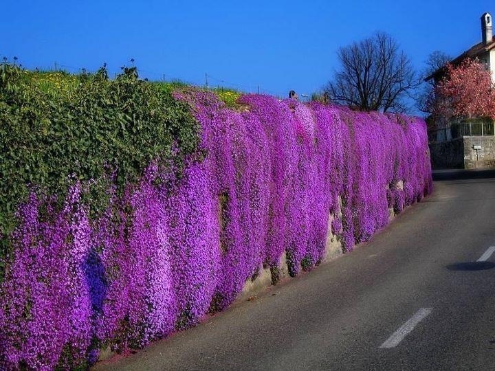 50+ Purple Aubrieta Flower Seeds / Perennial