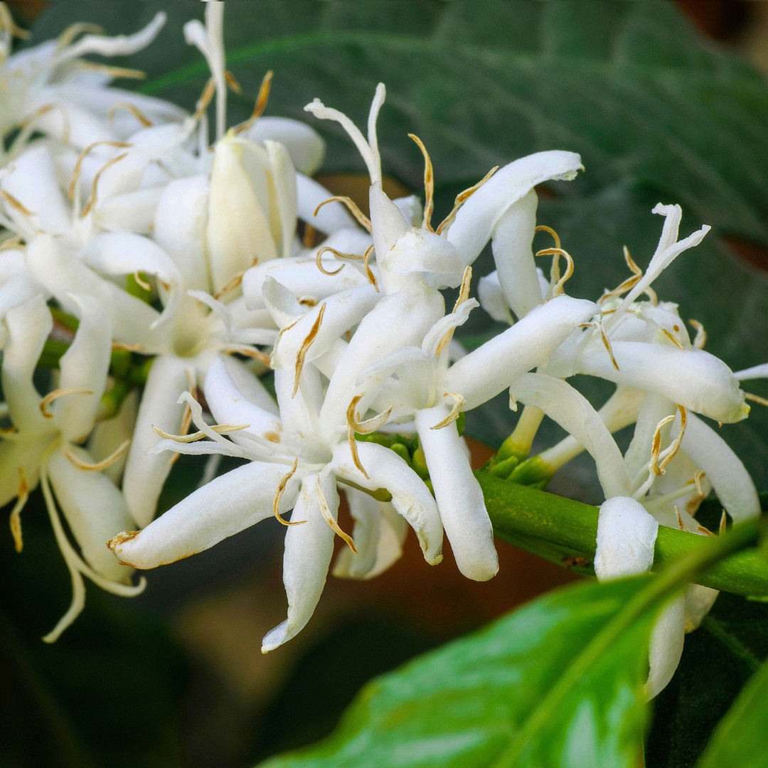Fresh Premium Arabica Coffee Plant Seeds | 10 Seeds | Heirloom Non-GMO | Coffee