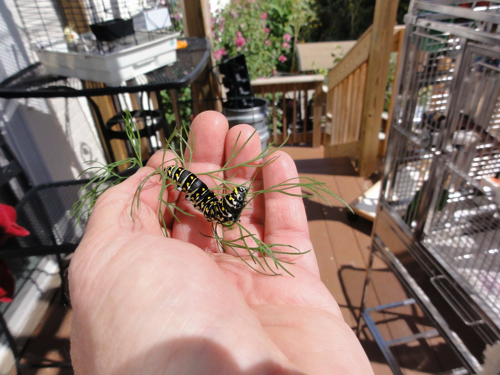 DILL BOUQUET Popular Bees Butterflies Birds Cooking Host Plant Non-GMO 500 Seeds