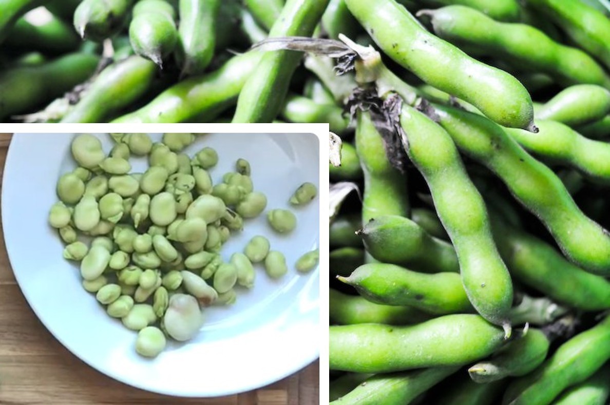 20 Fava Bean Seeds (organic) – US seller and free shipping