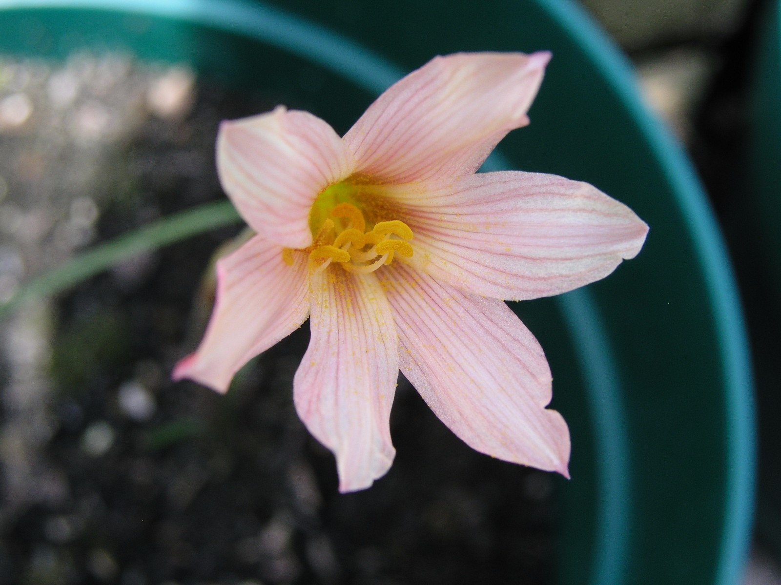 Rain Lily, Habranthus Tubispathus var. roseus, 2 bulbs, NEW, RARE, zephyranthes