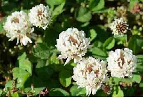 SCARBOROUGH SEEDS White Dutch Clover 1000 Seeds Lawns and Ground Cover