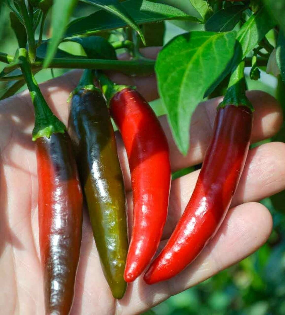 Serrano Pepper (30) Seeds, Heirloom Non GMO,  Hot Chile Prolific Vegetable  