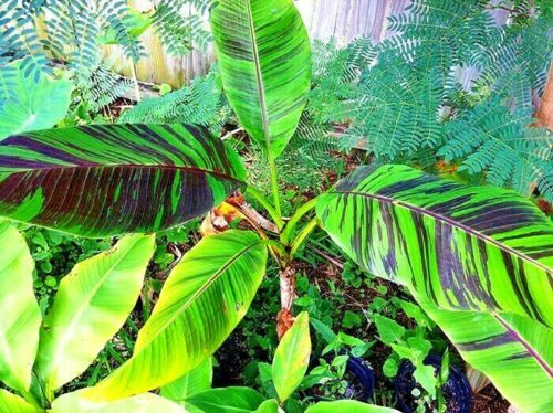20 Red Tiger Darjeeling Banana Plant Tree Seeds (Musa sikkimensis) Hardy-Zone 5