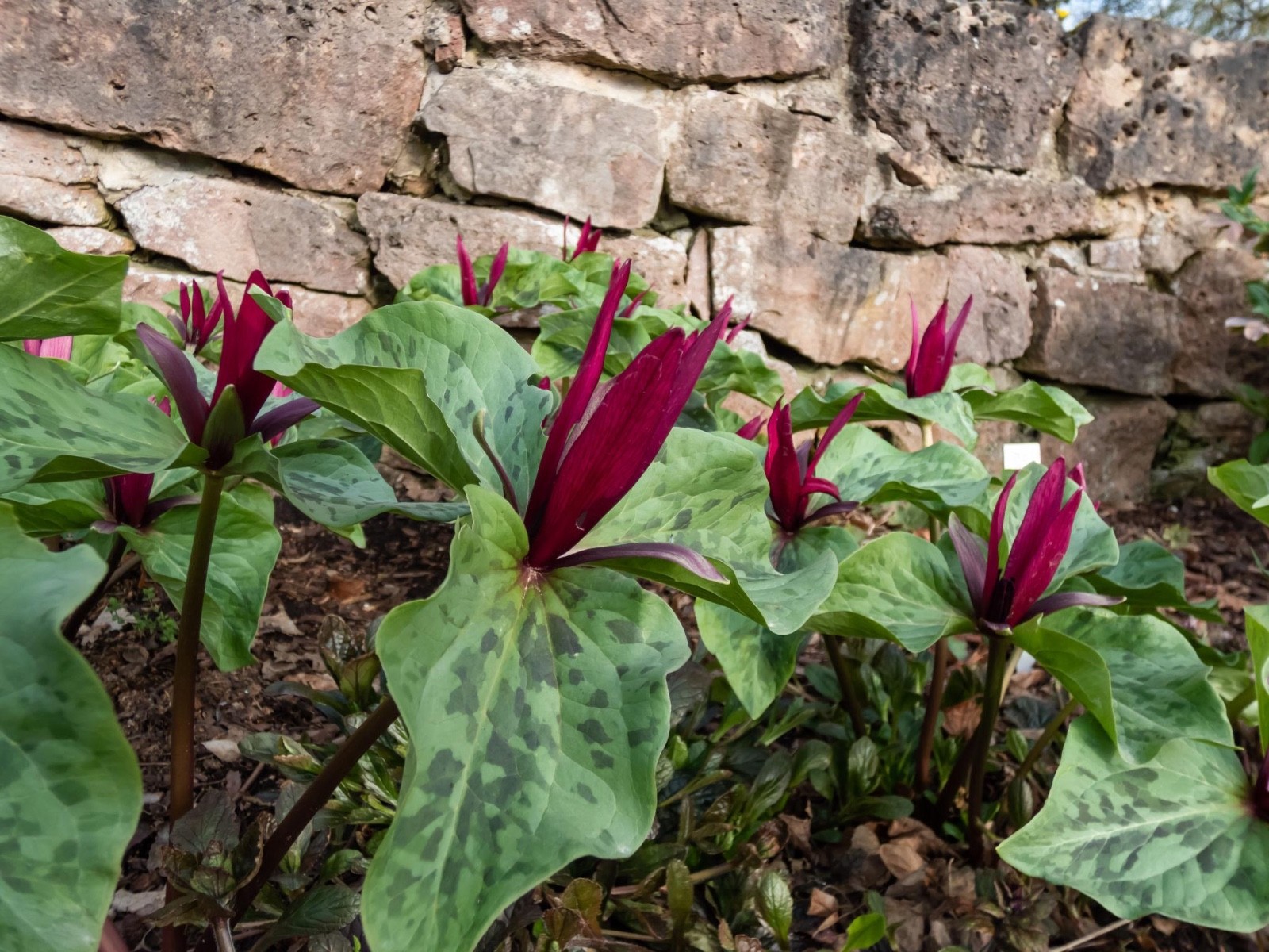 (2 ea)Trillium Sessile (Toadshade Trillium) Native Woodland Wildflower Shade Pla