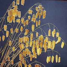 Briza maxima Great Quaking Grass 1,000 seeds