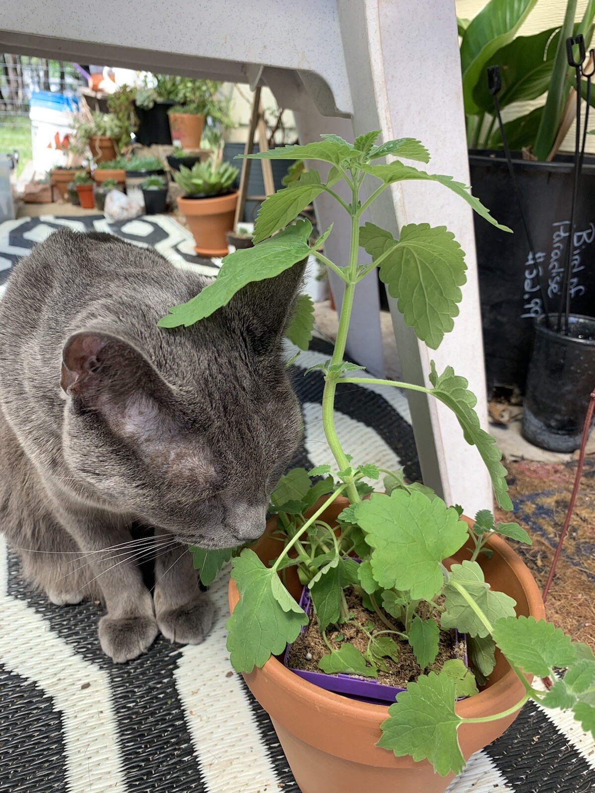 100 CATNIP Seeds CATSWORT Herb Medicinal Magic CATMINT NON GMO ORGANIC Garden