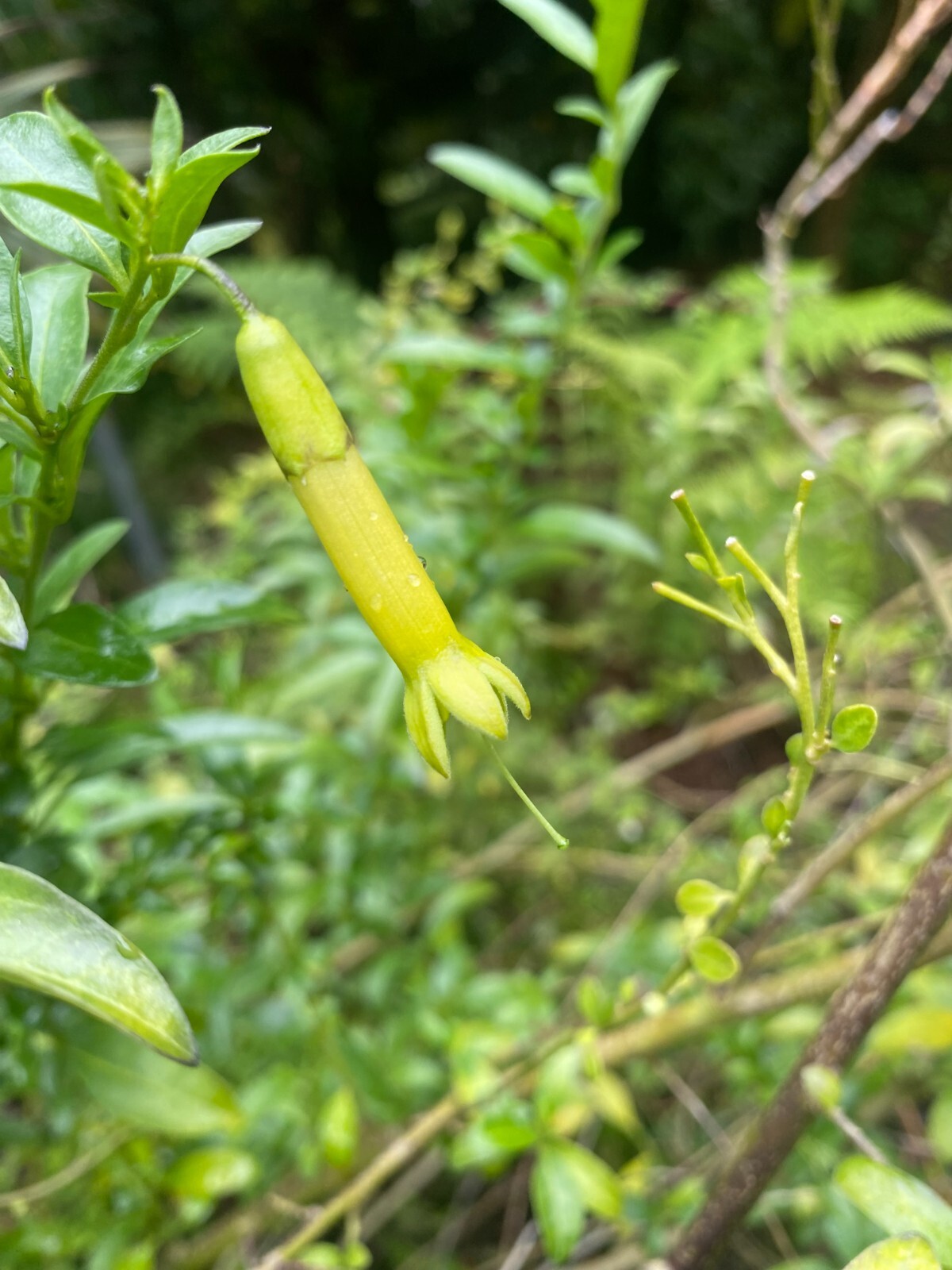 Vestia lycioides | Chilean Honeysuckle | 10 Seeds