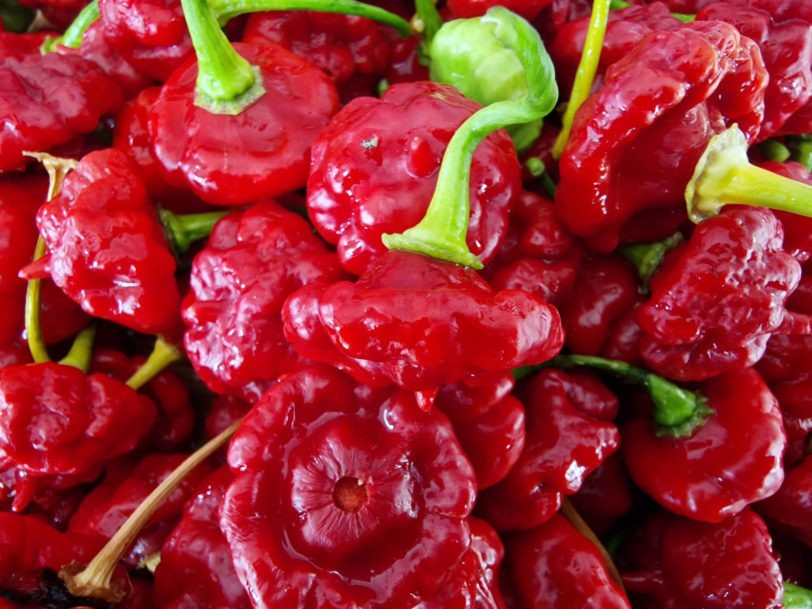 Aji Dulce Hot Pepper Seeds 10 Seeds. Free Shipping!