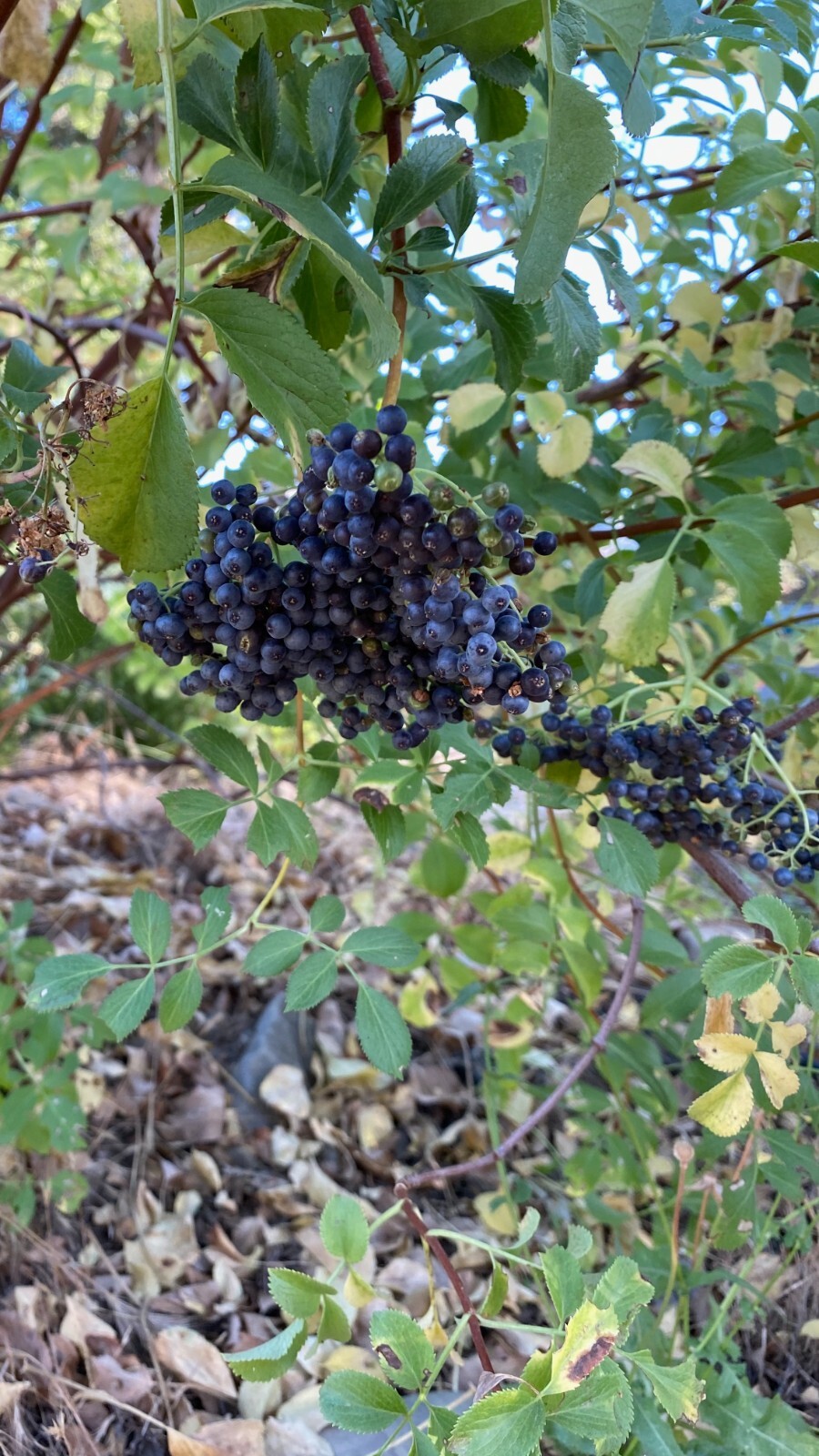Mexican Elderberry Blue Tree Seeds Sambucus Creamy Elderflowers USA Grown NO GMO