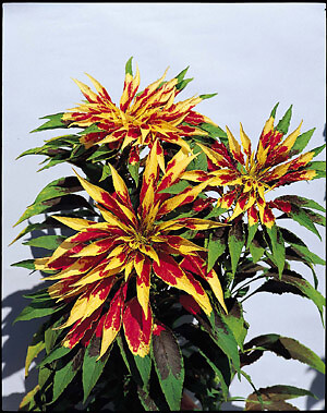 Amaranthus Tricolor Perfecta 2,000 seeds