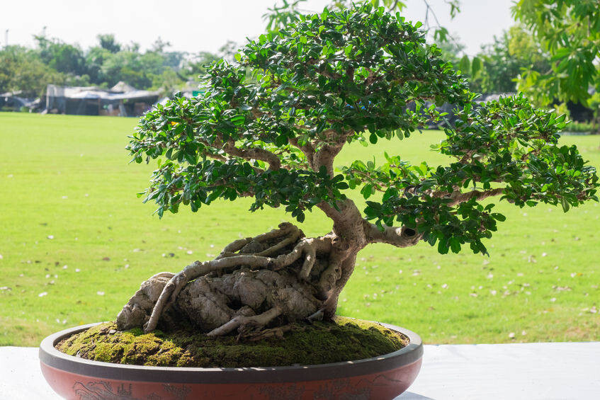 Ficus hispida Rare Fig Tree -20 Seeds -Tropical Plant – Hairy Fig