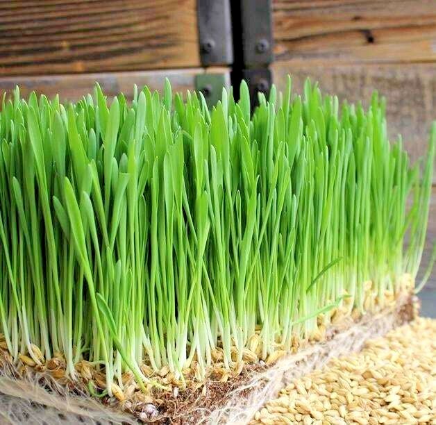 6.oz PET GRASS SEEDS – WHOLE BARLEY – ORGANIC