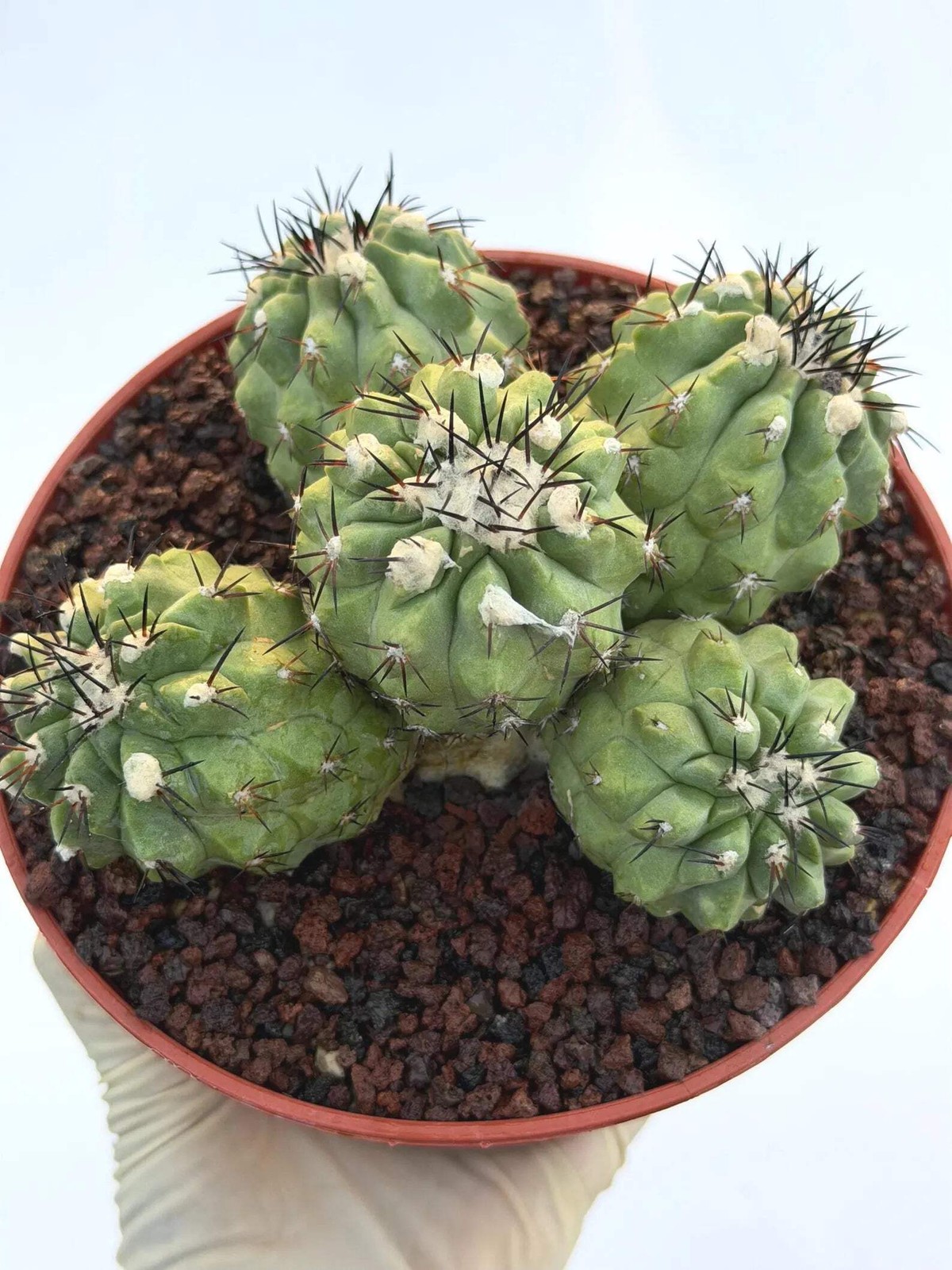 Copiapoa Cinerea Hybrid Cluster | Rare Collector Desert Succulent Plant