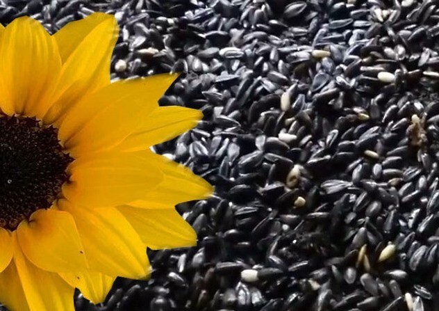 500+ Sunflower Seeds- Black Oil – Heirloom – Non-Gmo — FRESH