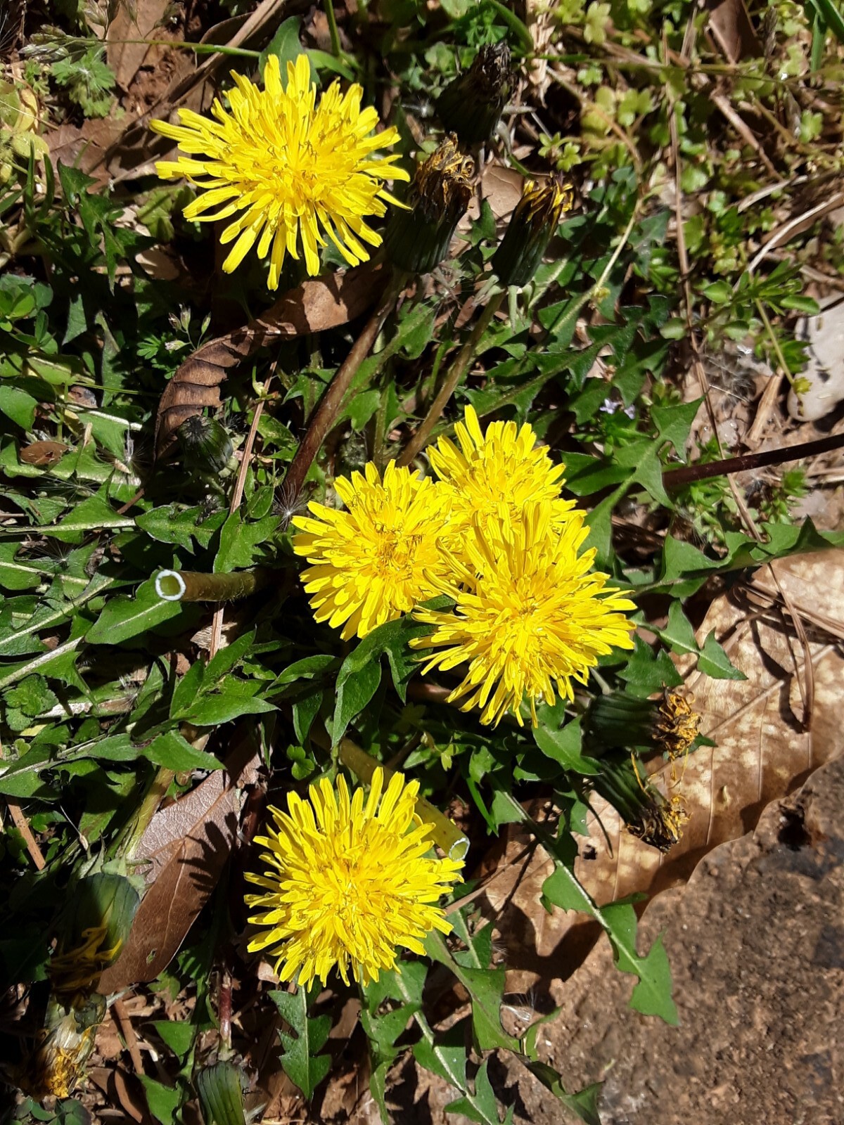 100 + Common Dandelion Seeds.US grown.